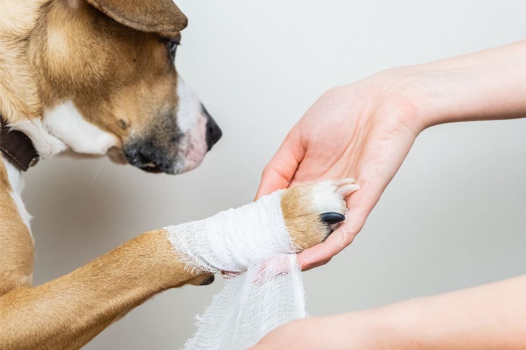 Wound Care For a Dog Everything You Need To Know Fursure Blog